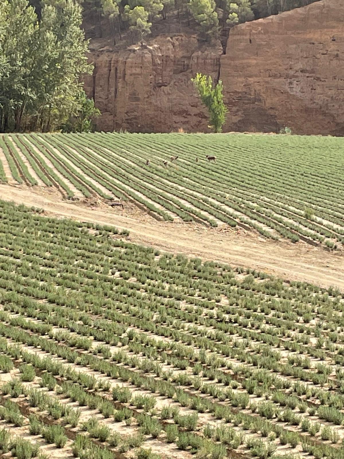 Plántulas de aromáticas en campo